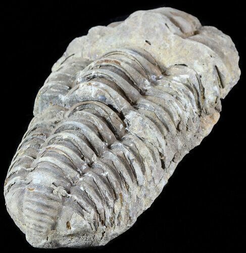 Calymene Trilobite From Morocco - Large Size #49647